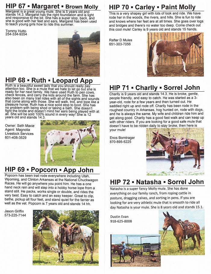 Oklahoma Mule Sale Fall 2022 Catalog