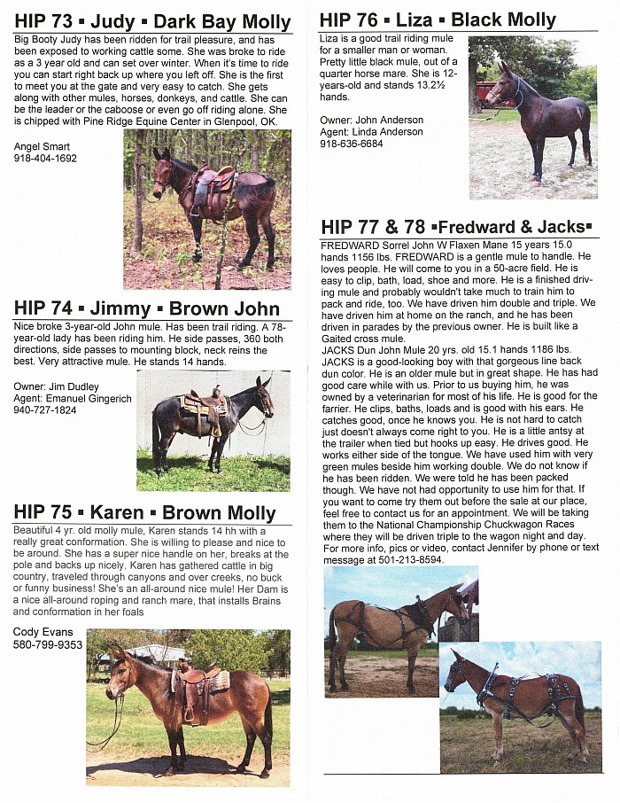 Oklahoma Mule Sale Fall 2022 Catalog